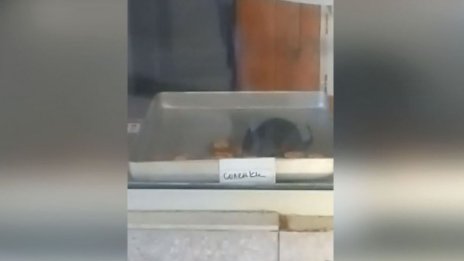 Ах, хубава, мазна баничка! И един плъх е минал по тавите преди това...