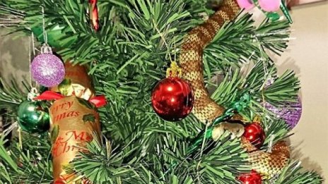 Гирлянд ли е, що ли е? Отровна змия се крие в елхата!