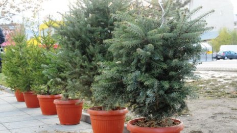 15 000 лв. събра кампанията "Купи жива елхичка, помогни на дете!"