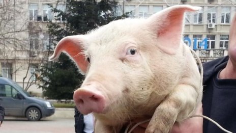 Гъци-гъци! 13-годишен отмъкна на гръб прасе