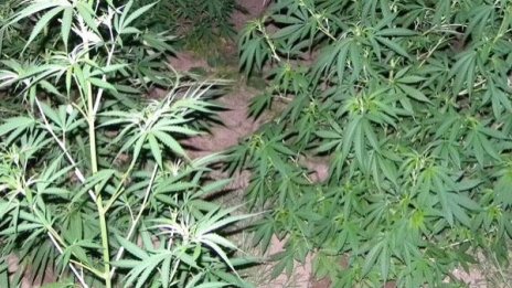 Откриха оранжерия за марихуана в търговски обект в Сливен