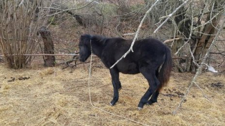 Четири кончета и две кучета &ndash; на гилотината. Кой ги уби?