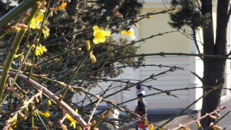 Жасминов храст цъфна в Морската градина на Варна