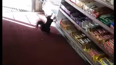 Кражби от клептомани... катерици в Торонто