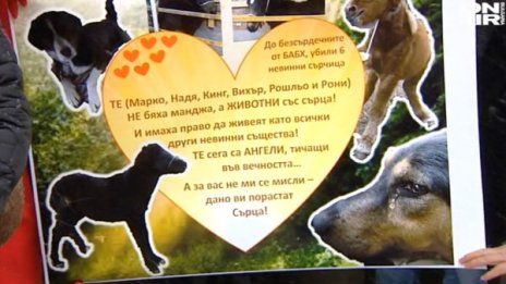 Природозащитници на протест за убитите кончета
