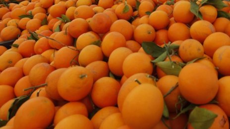 Тунис е заринат от портокали, само 10% са за износ