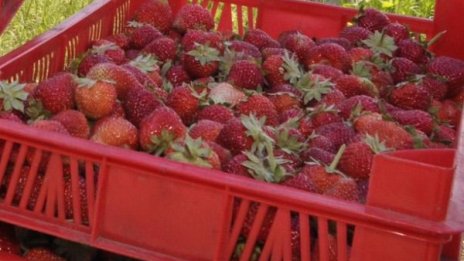 Испания търси наши ягодоберачки за по ?38,70 на ден