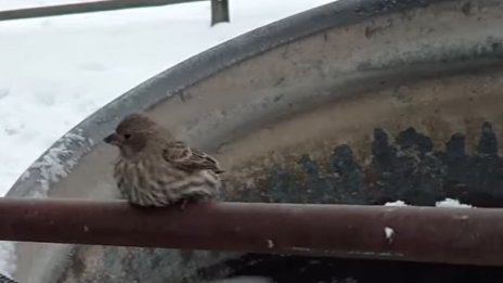 На всички им е студено: Спасяване на врабче за начинаещи