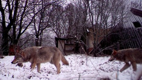 Вълци и чакали дебнат добитъка, налазиха селата