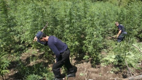 Албания: Раят на марихуаната с мощните наркобосове
