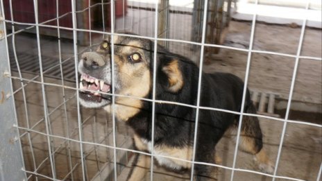 Двама нахапани от кучета за ден в Пловдив 