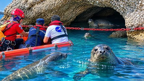 Средиземноморски морски тюлени окупираха пещера край Анталия