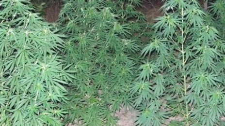 Хванаха македонец с 160 кг марихуана на ГКПП "Златарево"