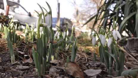 Синоптиците обещават пролет, но за кратко. После - пак сняг и студ