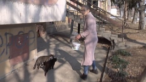Глоба за пенсионерка в Стара Загора – хранила улични кучета