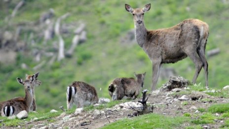 В Попово търсят убиец на елени, проверяват ловни карабини