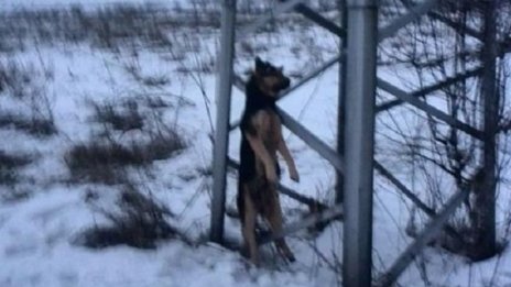 Обесено куче на стълб: Диво, просташко, варварско...