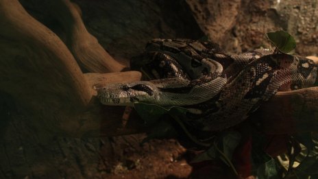  Прокуратурата започна разследване за мъж, отглеждал 200 пепелянки 