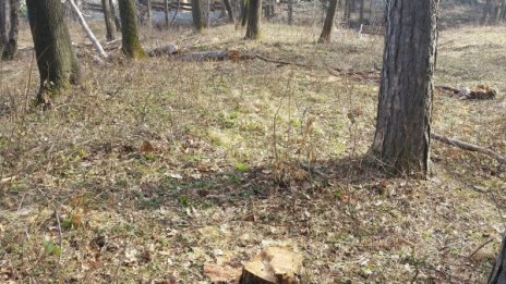 Гората на Княжево оредя, никой не спира бракониерите 