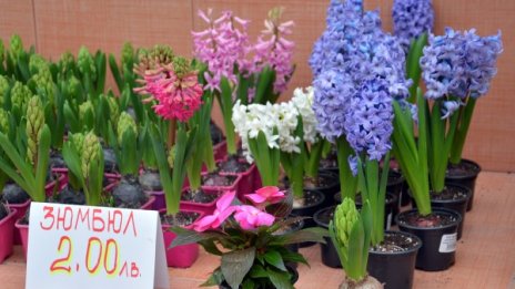 От незрящи за зрящите... Цветна, ароматна градина