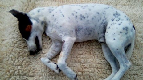 Тровят масово кучета в Хасково, отровата е опасна и за хората