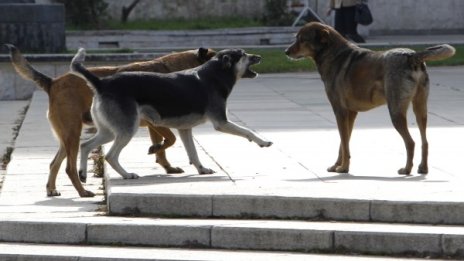 10 000 лв. обезщетение за нападната от кучета жена