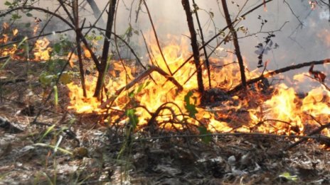 Голям пожар гори край Елин Пелин 