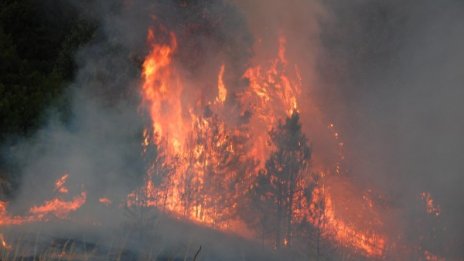 Пожар изпепели 200 дка борова гора в Гроздев дол
