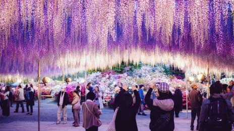 Ежегодният фестивал Great Wisteria в Япония