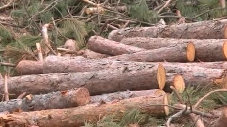 Изсякоха 180 дка борова гора над столичния кв. Сеславци
