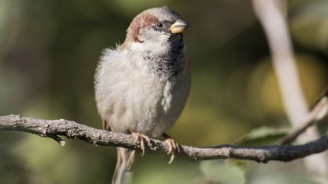 Преброихме 6706 врабчета – повечето на двора на село