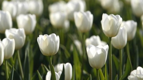 Април се изнизва със слънчеви лъчи и топло време