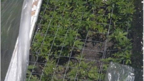 Криминалисти разбиха домашни лаборатории за трева