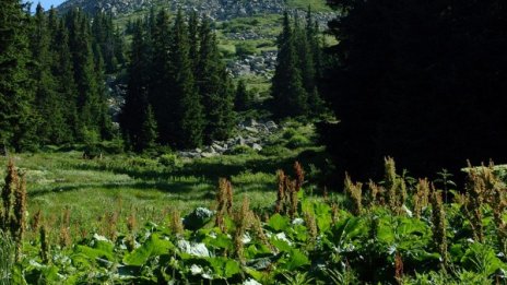 Виновникът за алергиите &ndash; западният ни начин на живот