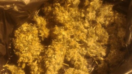 Полицаи иззеха кило марихуана от дом в Поморие