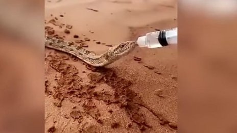 Жега! Поят змия с вода, страдаща от жажда