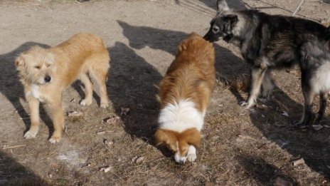 95% от нахапаните хора &ndash; жертви на домашни любимци