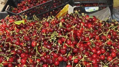 Изкупуват черешите по 60 ст., а на пазара?