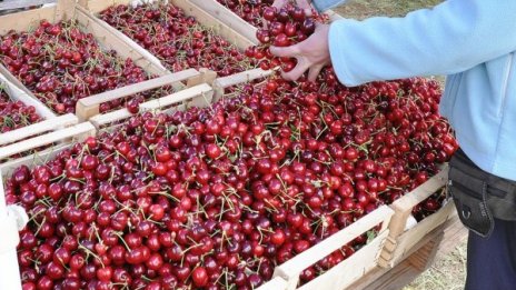Браншът се оплаква: Добивите на череши - катастрофа!