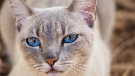 6 сигурни знака, че вашата котка е луда по вас