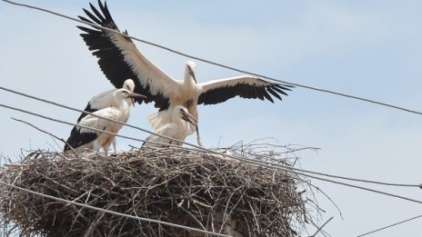 Пожарникари спасиха щъркели от горящо гнездо