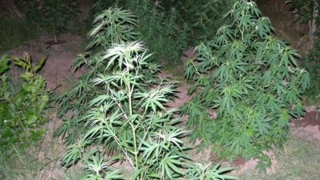 Полицаи иззеха канабис от двор във великотърновското с. Разсоха