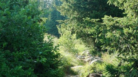Горски откриха служебната си кола залята с масло в Бургаско