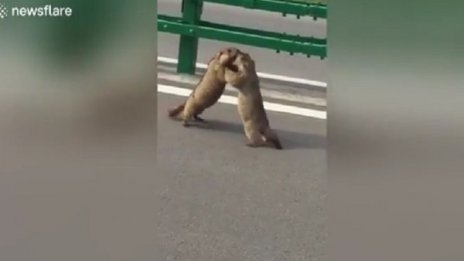 Агресия на пътя в Китай!? Двубой между мармоти спря трафика