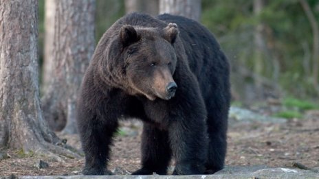 С хватки от каратето: Японец обърна мечка в бяг