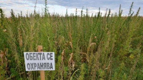 Полицаи откриха 150 кг. канабис в Карнобатско