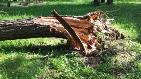 Клон падна върху кола в Нови пазар, затисна куче 