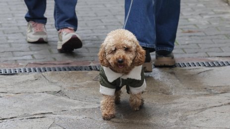 Идва студен въздух утре, през нощта дъждът ще се примесва със сняг