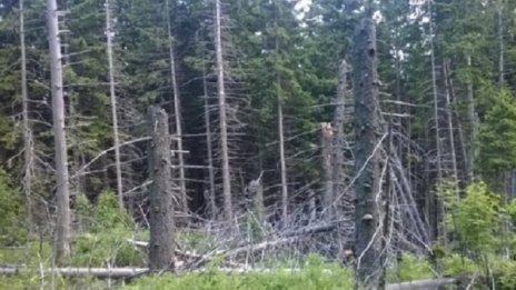 България остава без гори, просто е въпрос на време 