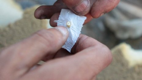 Спипаха гард на Митьо Очите, той пък налапал пакет с дрога